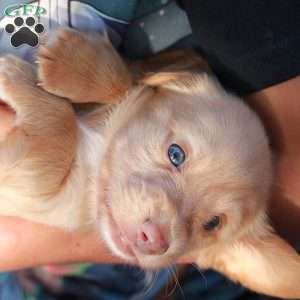 Teddy boy- Mini, Dachshund Puppy